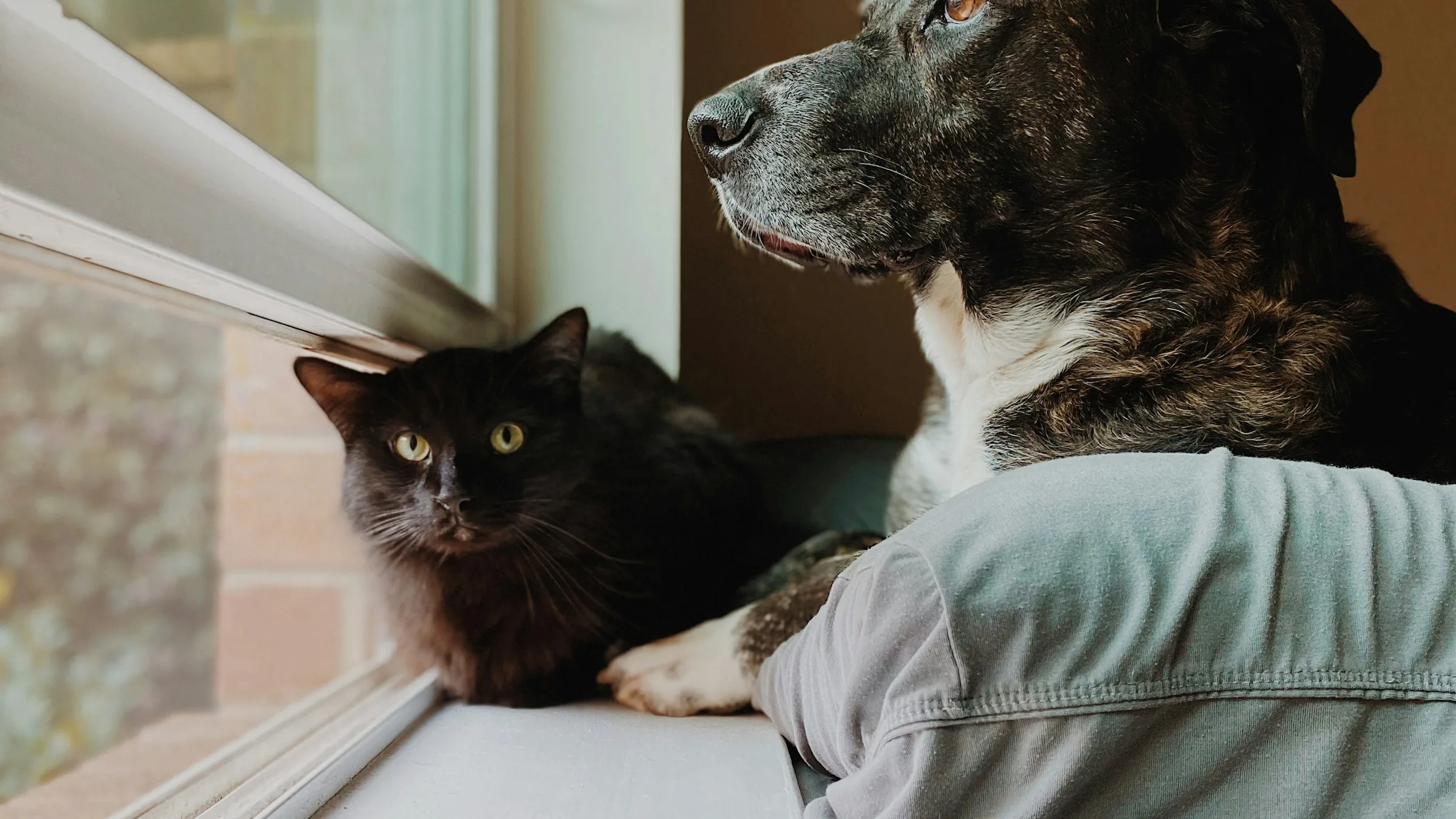 Un gato y un perro asomados a la ventana de una vivienda